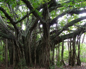 banyan-tree1